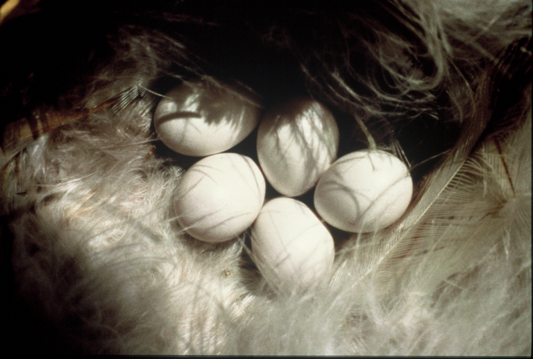 treeswallow eggs